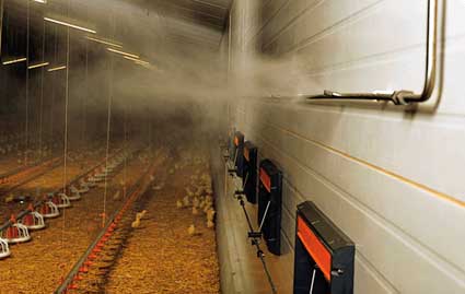 туман на фабрике птиц